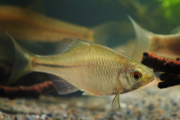 Rhodeus amarus, amargo europeo, hermoso macho adulto ornamental, pequeños peces de agua dulce en el acuario de biotopo
 - Foto, Imagen