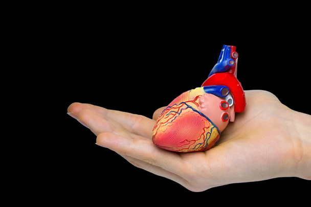 Mano sosteniendo modelo de corazón humano artificial aislado sobre fondo negro
 - Foto, Imagen