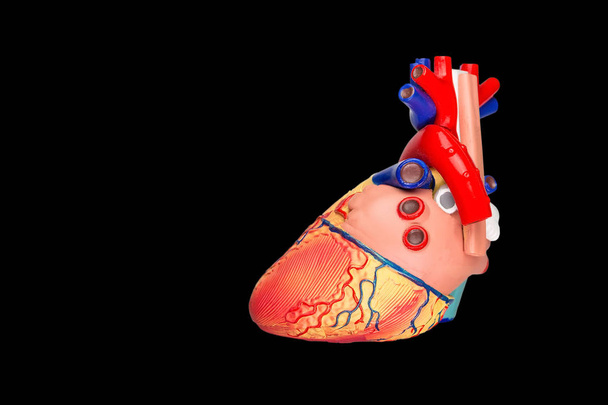 Штучна модель людського серця ізольована на чорному тлі
 - Фото, зображення