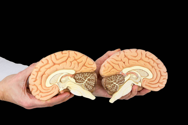 両手が黒い背景に分離した人間の脳の半球をモデル化します。 - 写真・画像