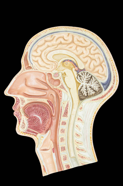 Modello a sezione longitudinale testa umana isolata su fondo nero
 - Foto, immagini