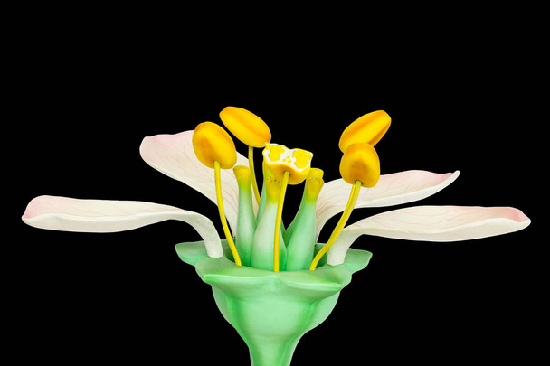 Modelo de flor con estambres y pistilos aislados sobre fondo negro
 - Foto, imagen