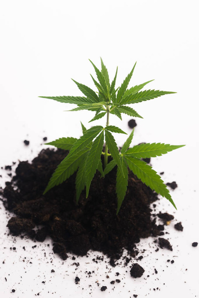 Planta de cannabis en el suelo sobre fondo blanco
 - Foto, imagen