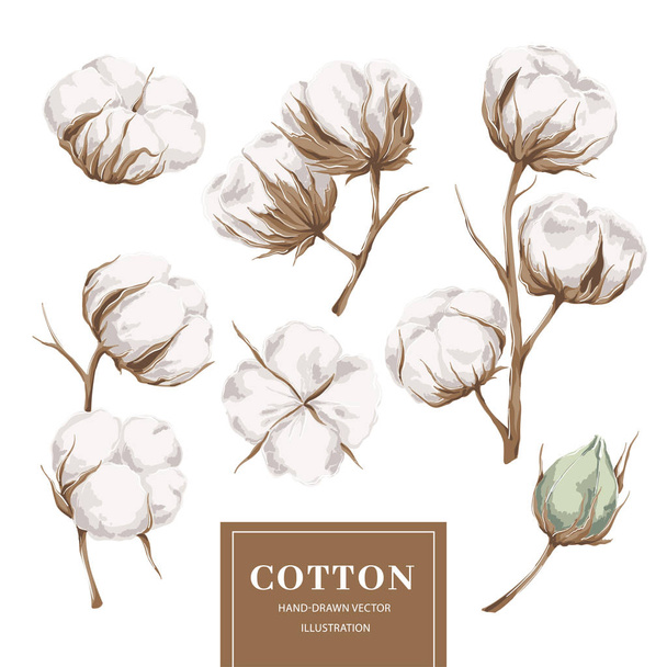 Cotton plant collectie - Vector, afbeelding