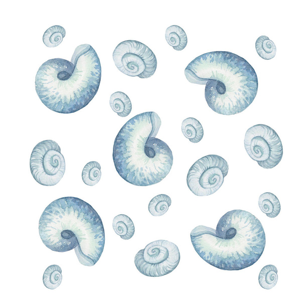 conjunto de conchas marinas 2
 - Foto, Imagen