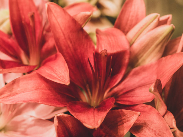 Closeup of red lily flower, spring season - Фото, изображение