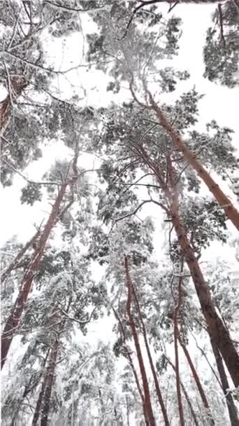 sníh, krásný sníh padá na zem, stromy, sněhu, zimní les - Záběry, video