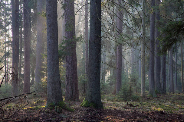 Spruce stand of Bialowieza Forest in morning with pine and spruce, Bialowieza Forest, Poland, Europe - Fotoğraf, Görsel