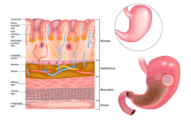 Diagram of the alkaline mucous layer in the stomach.  Diagram of the histological cross-section of the stomach Layers of the Stomach. - Vector, Image