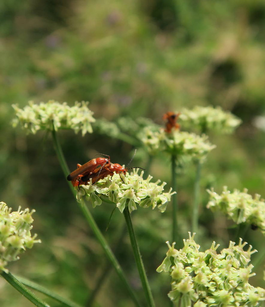 a beetle in the pairing on the highly toxic Heracleum mantegazzianum - Photo, Image