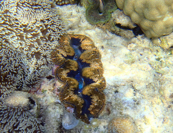 Dettagli della barriera corallina tropicale asiatica
 - Foto, immagini