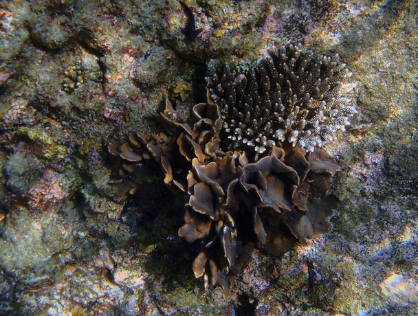 Dettagli della barriera corallina tropicale asiatica
 - Foto, immagini