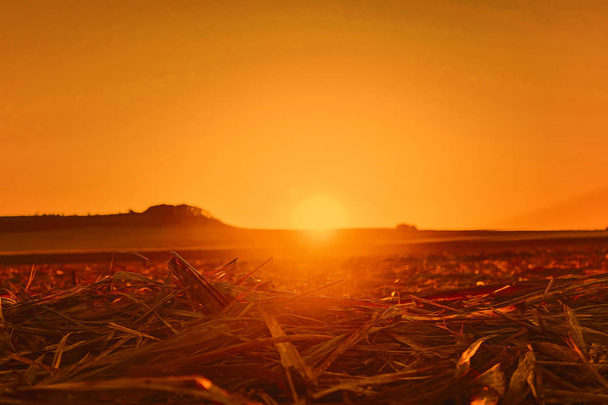 Zonsondergang op suikerriet boerderij - Foto, afbeelding