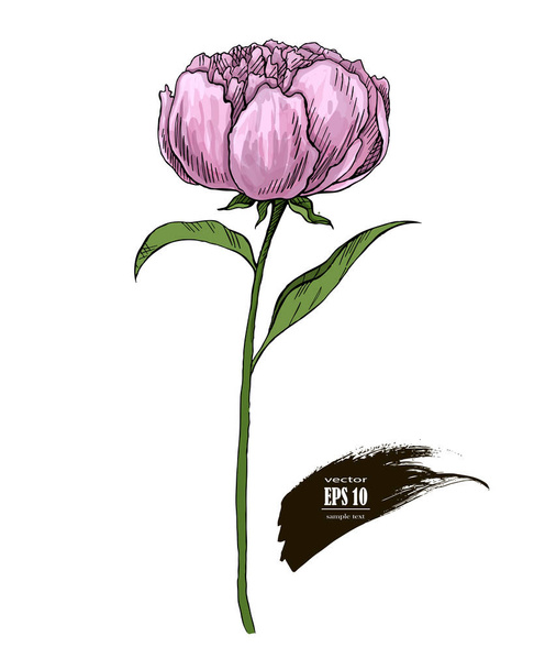 Il singolo disegno di colore peonia rosa fiorito
 - Vettoriali, immagini