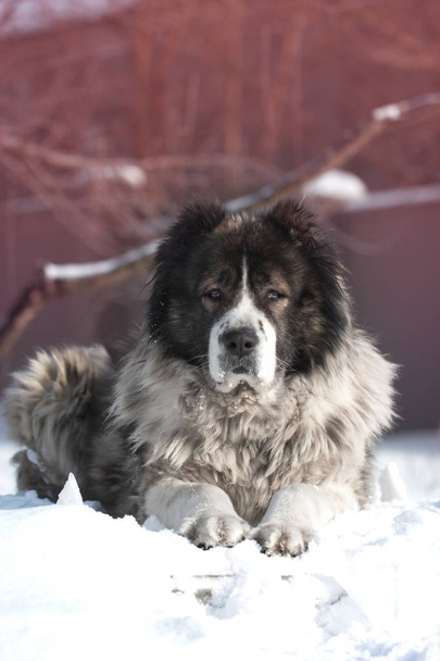 Adult Caucasian Shepherd dog is lying outside on a cold winter day with snow.Caucasian sheepdog in winter time.  - Photo, Image