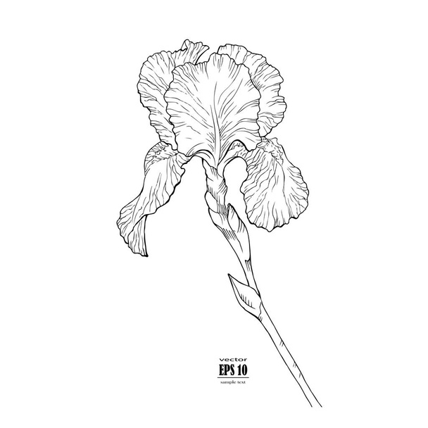 Sketch iris flowers, hand drawn, ink style, black and white line illustration - Vector, Image