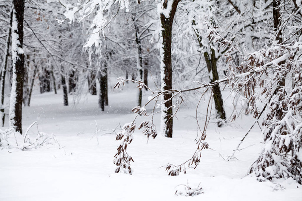 Winter landscape in the park - details - Fotografie, Obrázek