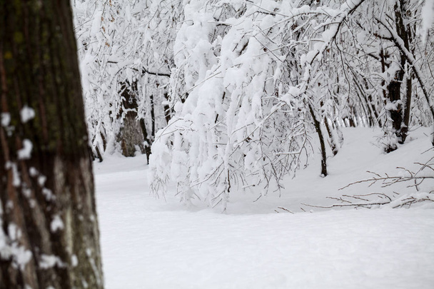 Trees covered with snow in winter forest - Photo, image