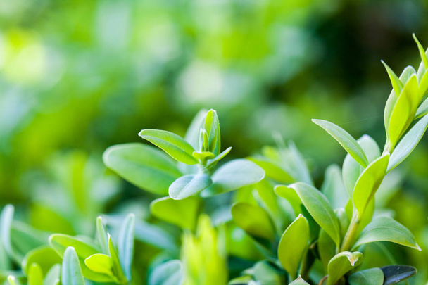 Yksityiskohta näkymä vihreä kasvi lehdet hämärtynyt tausta
 - Valokuva, kuva