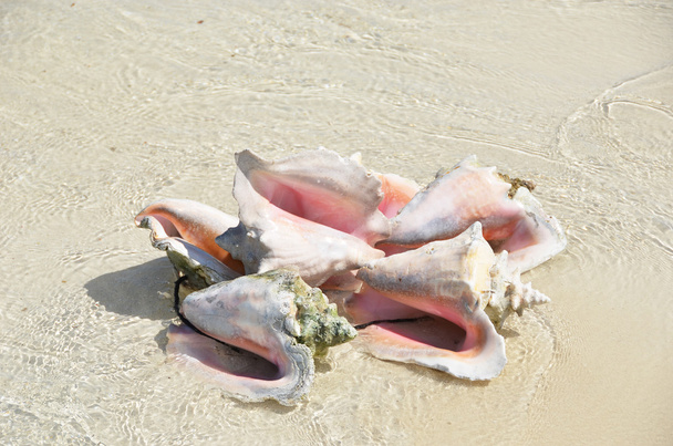 ビーチにほら貝の束 - 写真・画像