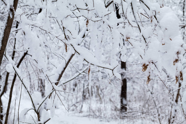 Snowing landscape in the park - Foto, Imagen