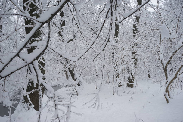 Snowing landscape in the park - Photo, image