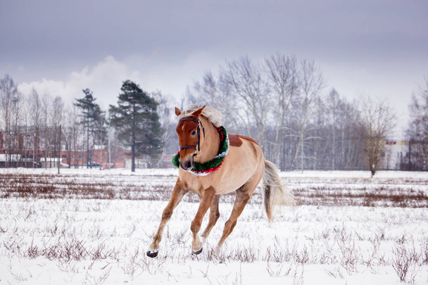 Симпатичний паломіно поні, що трясеться в сніжному полі
 - Фото, зображення