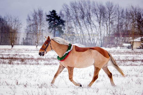 Lindo pony palomino trotando en el campo de nieve
 - Foto, imagen