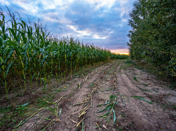 日没色の雲の上のバイオマスのための新鮮に栽培された有機トウモロコシ畑-栄養の完全な野菜とガスと燃料のための再生可能エネルギーの概念 - 写真・画像