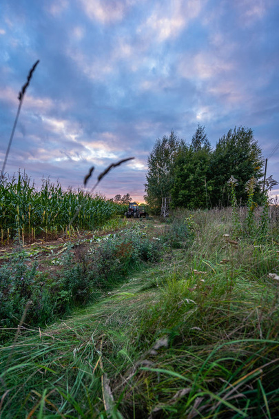 Campo de Milho Orgânico Fresco Cultivado para Biomassa na Noite de Verão Nublado com Cores do Pôr-do-Sol - Conceito de Nutrição Plena de Legumes e Energias Renováveis para Gás e Combustível - Foto, Imagem