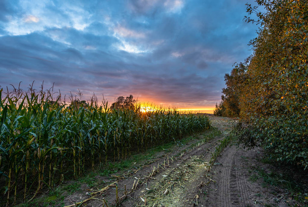 Vers geteeld biologisch maïsveld voor biomassa op bewolkte zomeravond met zonsondergang kleuren - concept van voeding vol groenten en hernieuwbare energie voor gas en brandstof - Foto, afbeelding