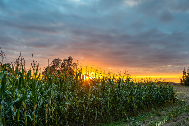 Bio kukuřičné pole pro biomasu na Cloudy letní večer s barvami západu slunce - koncept výživy plnou zeleniny a obnovitelné zdroje energie pro plyn a palivo - Fotografie, Obrázek