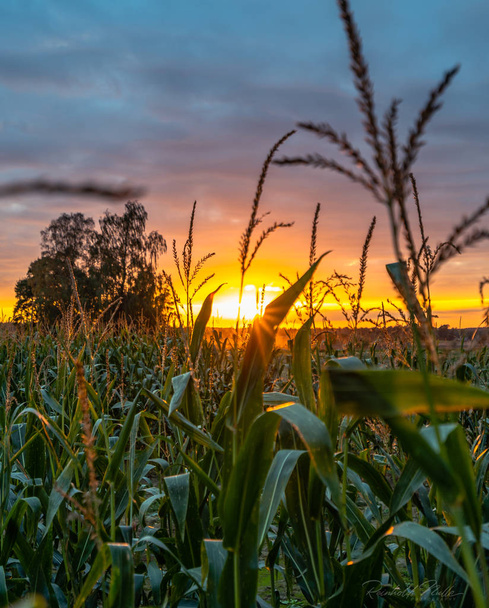 Крупный план органического кукурузного поля для биомассы в облачный летний вечер с цветами заката и драматическим небом - Концепция питания полные овощи и возобновляемые источники энергии для газа и топлива
 - Фото, изображение