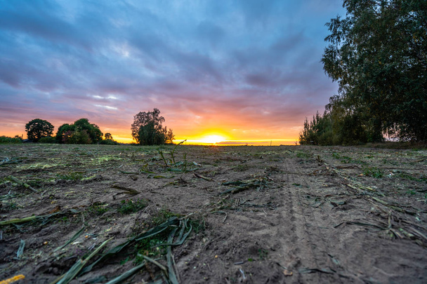 Свежекультивированное органическое кукурузное поле для биомассы в облачный летний вечер с цветами заката и драматическим небом - Концепция питания полные овощи и возобновляемые источники энергии для газа и топлива
 - Фото, изображение