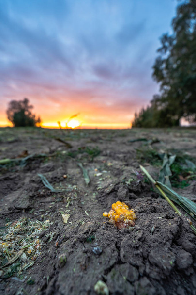 Świeżo uprawiane organiczne polu kukurydzy dla biomasy letni wieczór zachód słońca kolory, dramatyczne niebo - koncepcja odżywiania pełne warzyw i odnawialnych źródeł energii, gazu, paliwa, Selektywny fokus - Zdjęcie, obraz