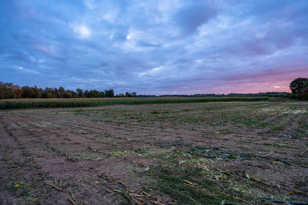 frisch angebautes Bio-Maisfeld für Biomasse am bewölkten Sommerabend mit Sonnenuntergang und dramatischem Himmel - Ernährungskonzept mit Vollgemüse und erneuerbarer Energie für Gas und Kraftstoff - Foto, Bild