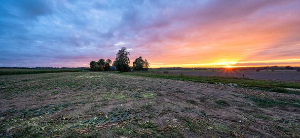 Panorámás kilátás a frissen termesztett bio kukoricamezőre a biomassza nyári estéken, naplemente színekkel és drámai égbolttal - A teljes értékű táplálkozás koncepciója Zöldségek és megújuló energiaforrások a gáz és az üzemanyag számára - Fotó, kép