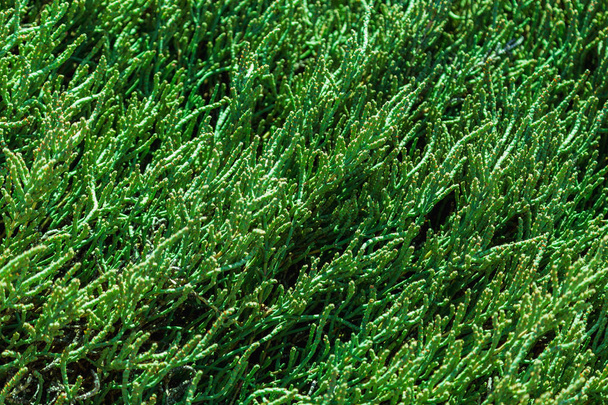 Green grass background or pattern - Foto, Bild