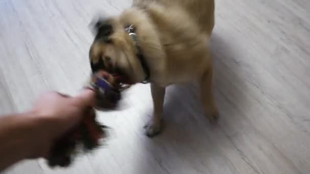 Aktívan játszik a mopszli kutya húz a kötelet, a first-person nézet - Felvétel, videó