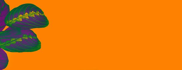 Pohled shora calathea barevné UV fialové listy jako tropická rostlina na pozadí jasně oranžová barva, tónovaná. Zářící neon duplexový efekt, kopie prostoru. Calathea Maranta, tropické listy. - Fotografie, Obrázek