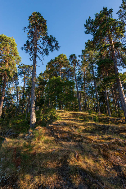 Mäntymetsät haistavat tuoreuden ja puhtauden tuoksun. Ihana saari Valaam sijaitsee järven Lodozhskoye, Karjala. Bileam - askel taivaaseen
 - Valokuva, kuva