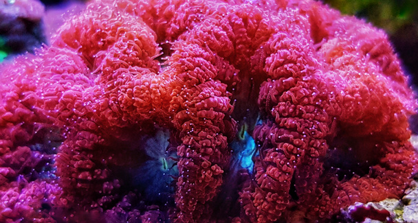 Бластомба sp. LPS Коралловые живые украшения в рифовом аквариуме
 - Фото, изображение