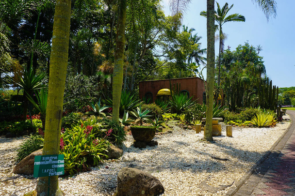 cactustuin met kleine steen op de grond en palm boom met groene boom achtergrond - foto bogor, Indonesië - Foto, afbeelding