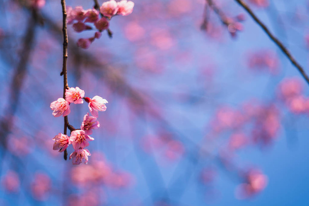 Lente bloesem roze bloemen mooi natuur  - Foto, afbeelding