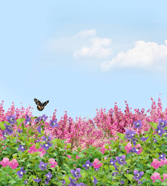 Campo di bellissime margherite, viole e campane di corallo sotto un cielo soleggiato con una farfalla
 - Foto, immagini