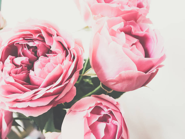 beautiful rose close-up petals Valentine background - Fotó, kép