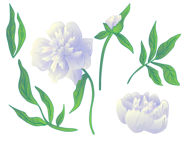 Vektor fehér bazsarózsa virág botanikai virág. Fekete-fehér vésett tinta art. Elszigetelt pünkösdi rózsa ábra elem. - Vektor, kép