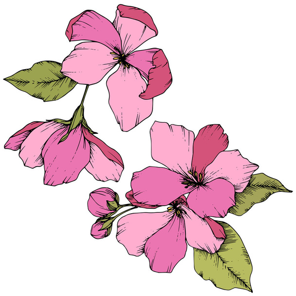 Вектор Яблуко розквіт квіткової ботанічної квітки. Рожеве та зелене гравірування чорнила. Ізольовані квіти елемент ілюстрації
. - Вектор, зображення