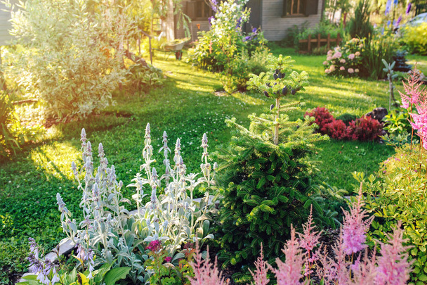 schöner blühender Sommergarten im englischen Landhausstil. Blumenbeet mit Astilben, Stachys, Abies koreana und anderen Stauden - Foto, Bild