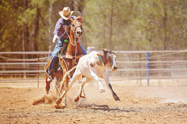 オーストラリアの田舎町での競争をローピング ロデオで実行しているふくらはぎを lassoing 馬乗馬カウボーイ - 写真・画像
